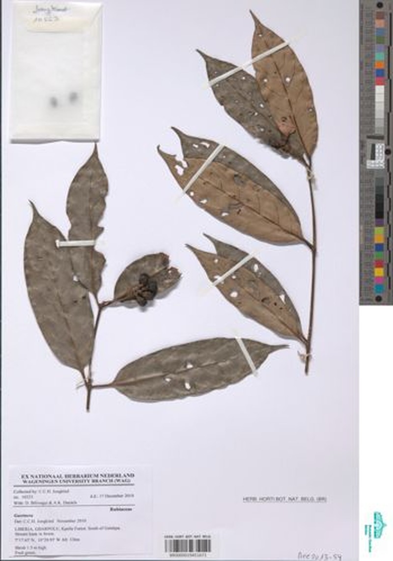 Gaertnera pedunculata