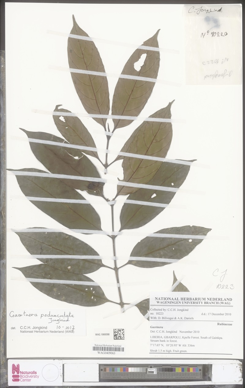 Gaertnera pedunculata photo 2