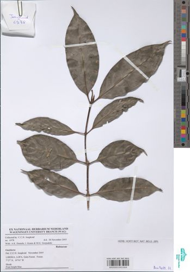 Gaertnera pedunculata photo 3