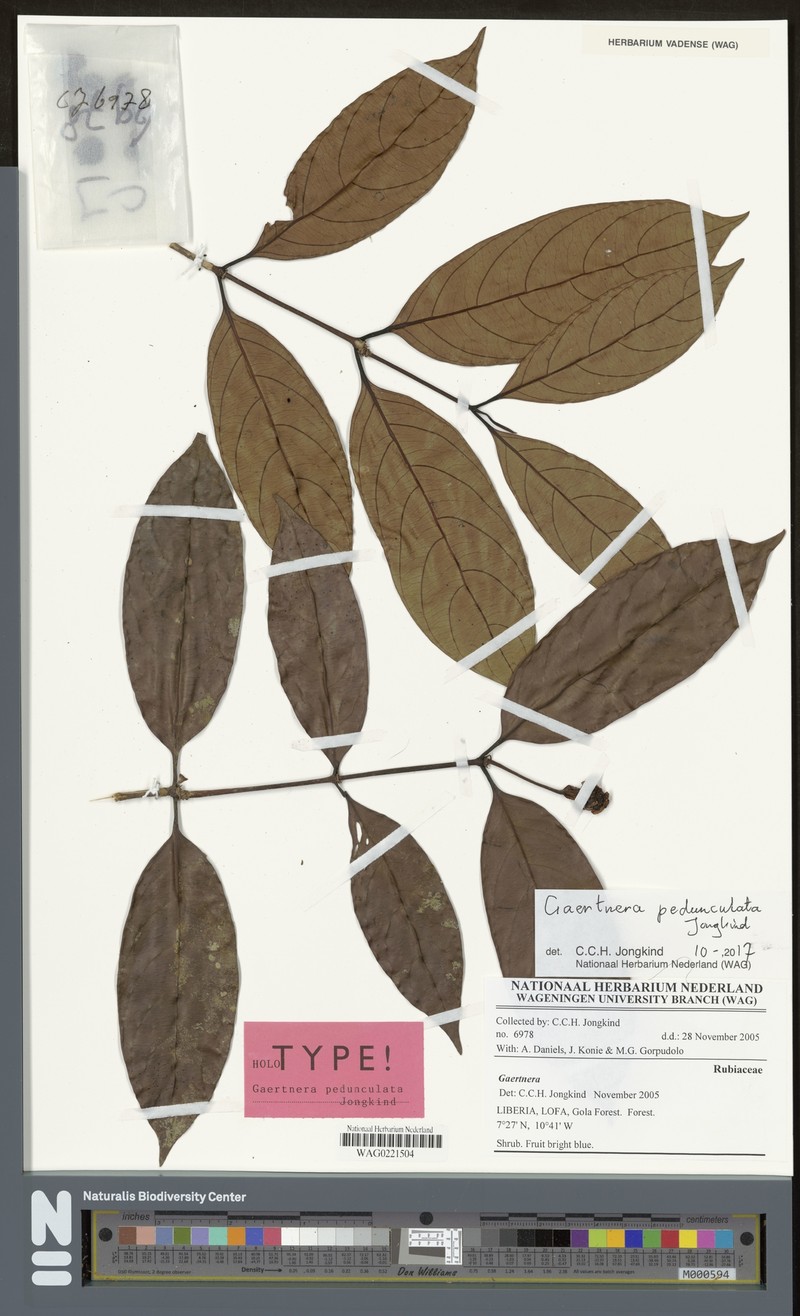 Gaertnera pedunculata photo 4