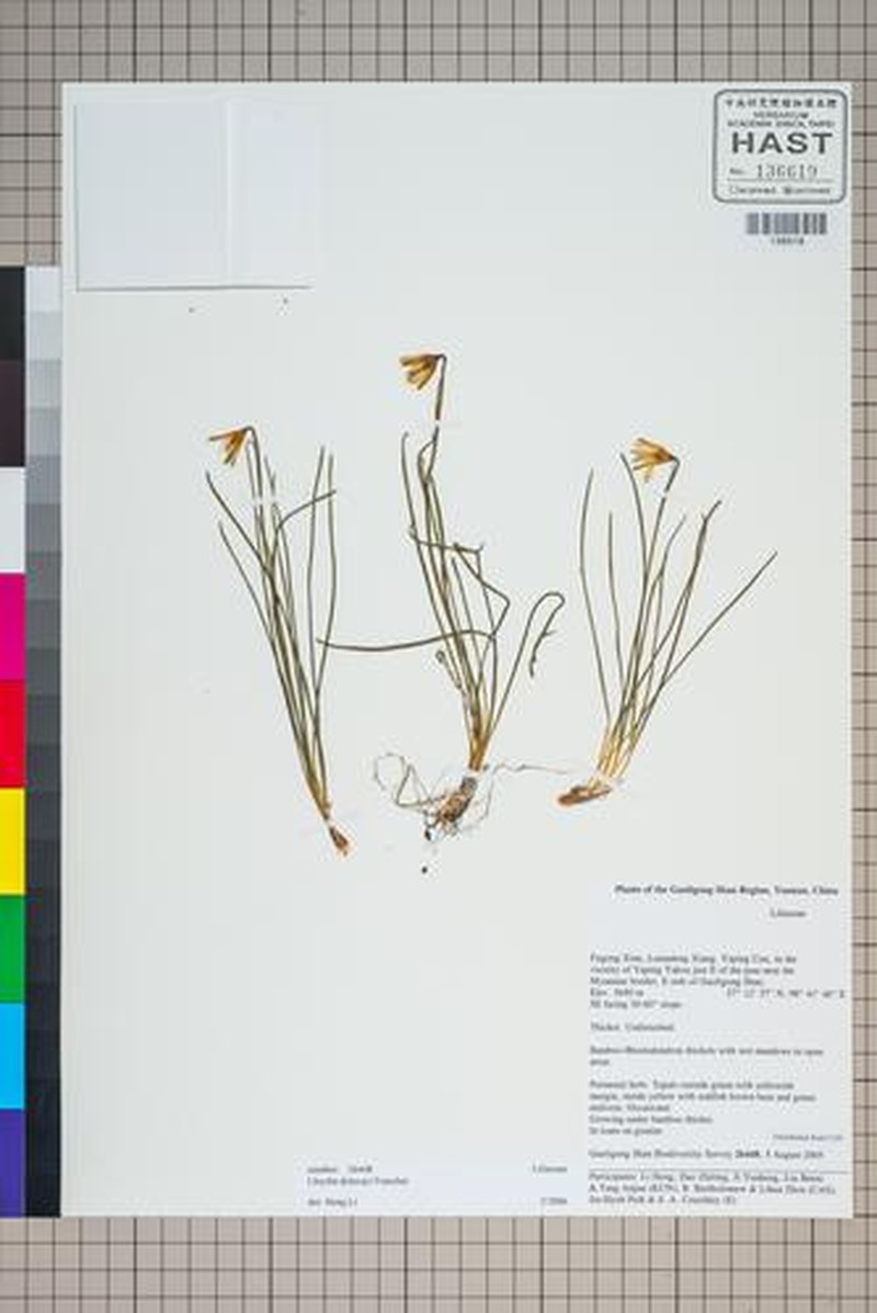 Gagea delavayi photo 3