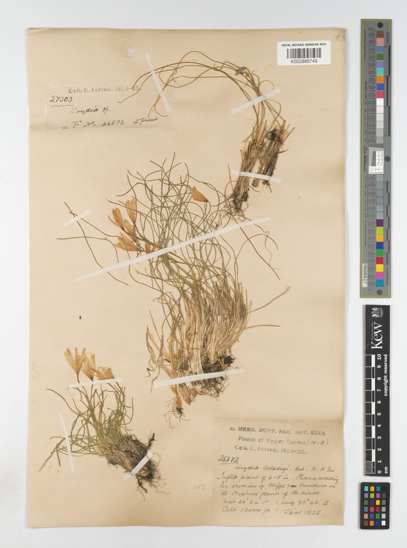 Gagea delavayi photo 5