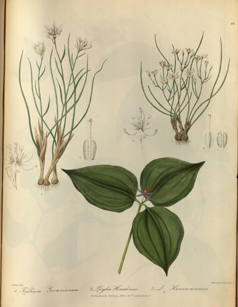 Gagea himalensis