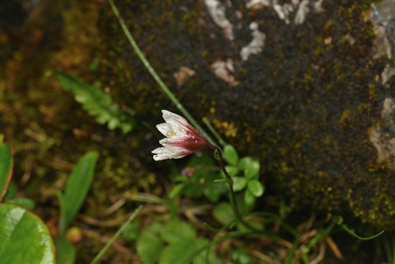 Gagea ixiolirioides