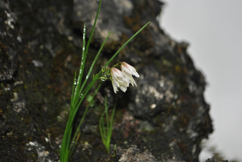 Gagea ixiolirioides photo 2