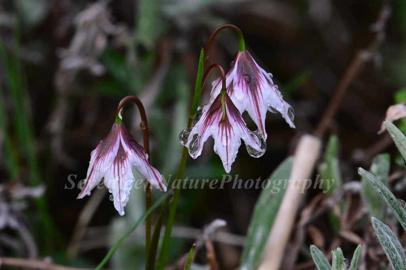 Gagea ixiolirioides photo 3