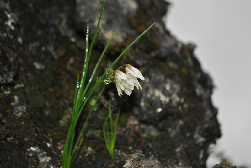 Gagea ixiolirioides photo 6