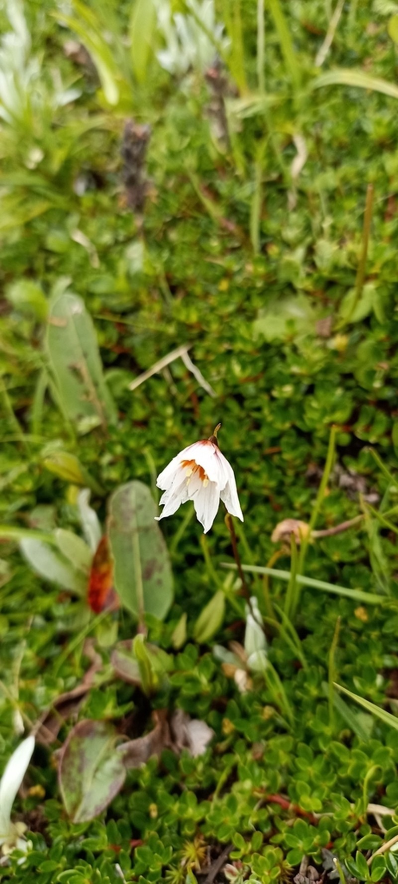 Gagea lasiantha