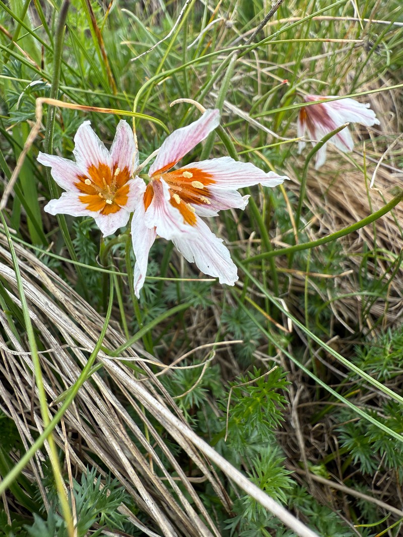 Gagea lasiantha photo 2