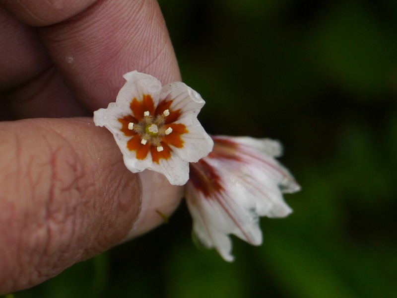 Gagea lasiantha photo 3