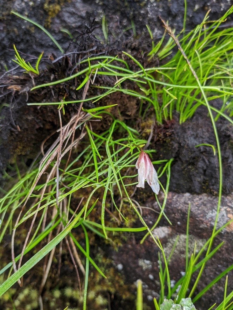 Gagea lasiantha photo 4