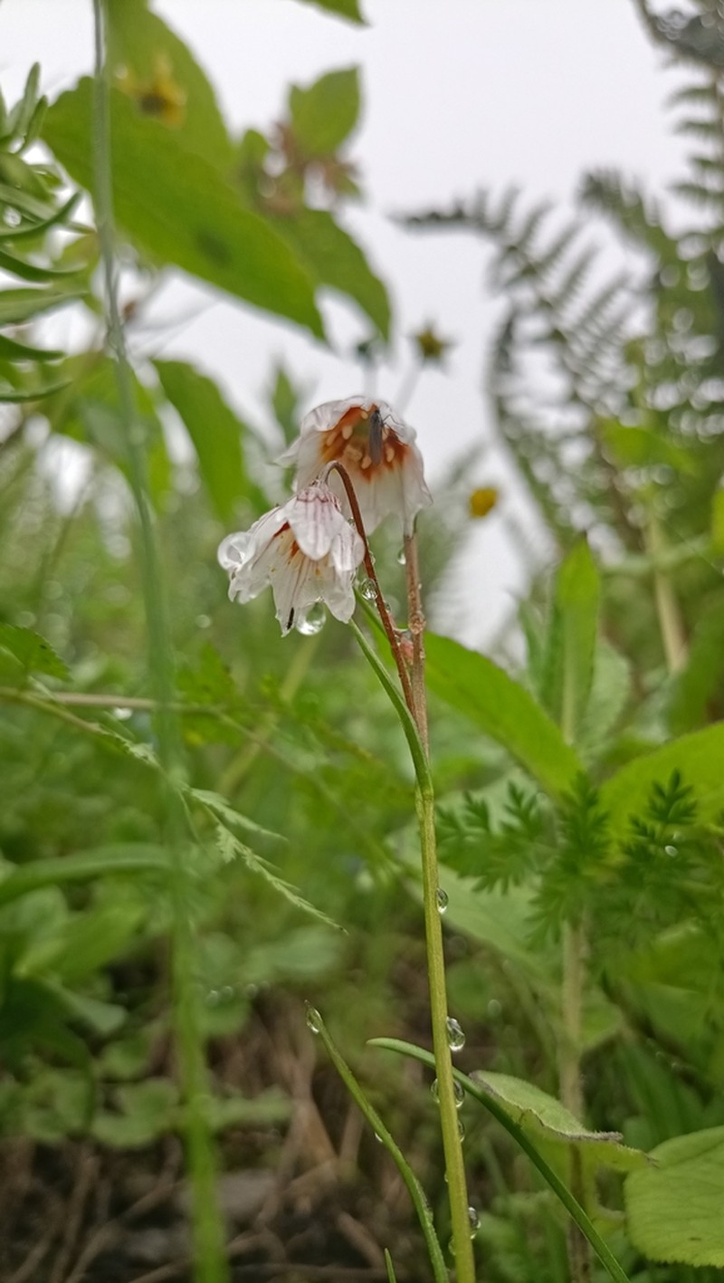 Gagea lasiantha photo 5