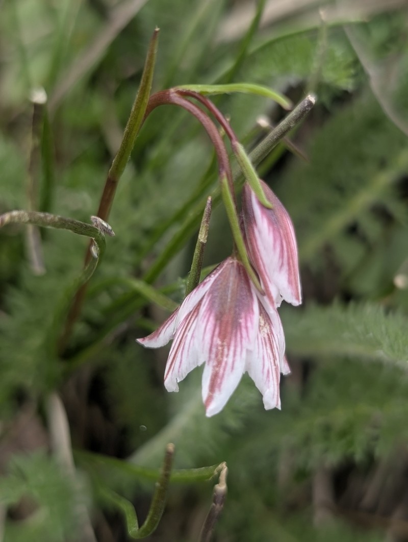 Gagea lasiantha photo 6
