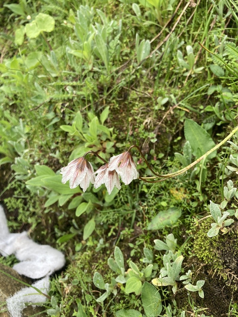 Gagea lasiantha photo 8
