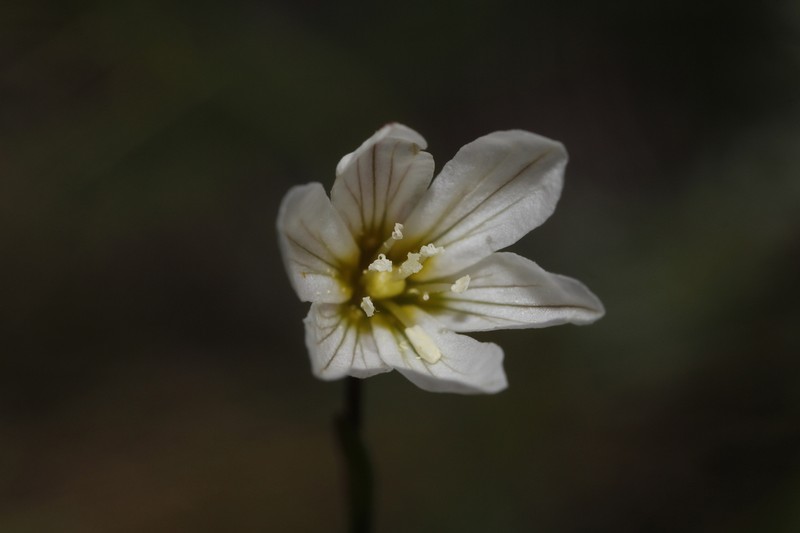 Gagea oxycarpa
