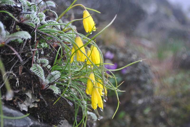 Gagea oxycarpa photo 2