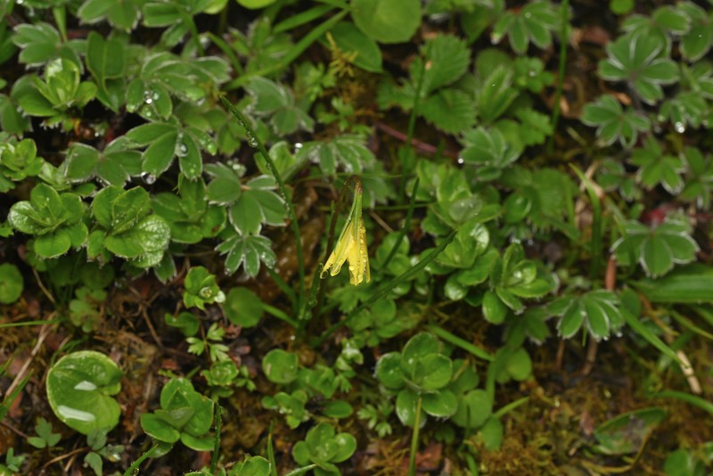 Gagea oxycarpa photo 3