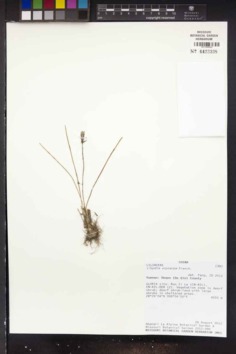 Gagea oxycarpa photo 4