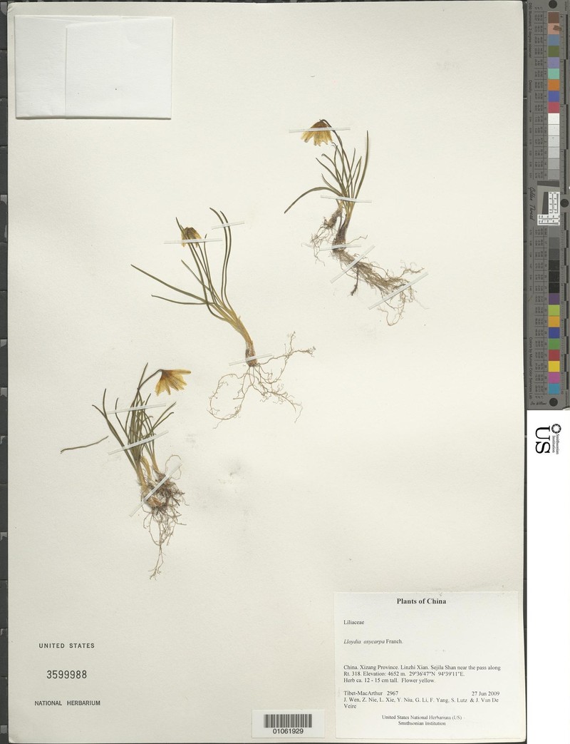 Gagea oxycarpa photo 5