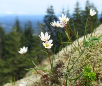 Common Alplily