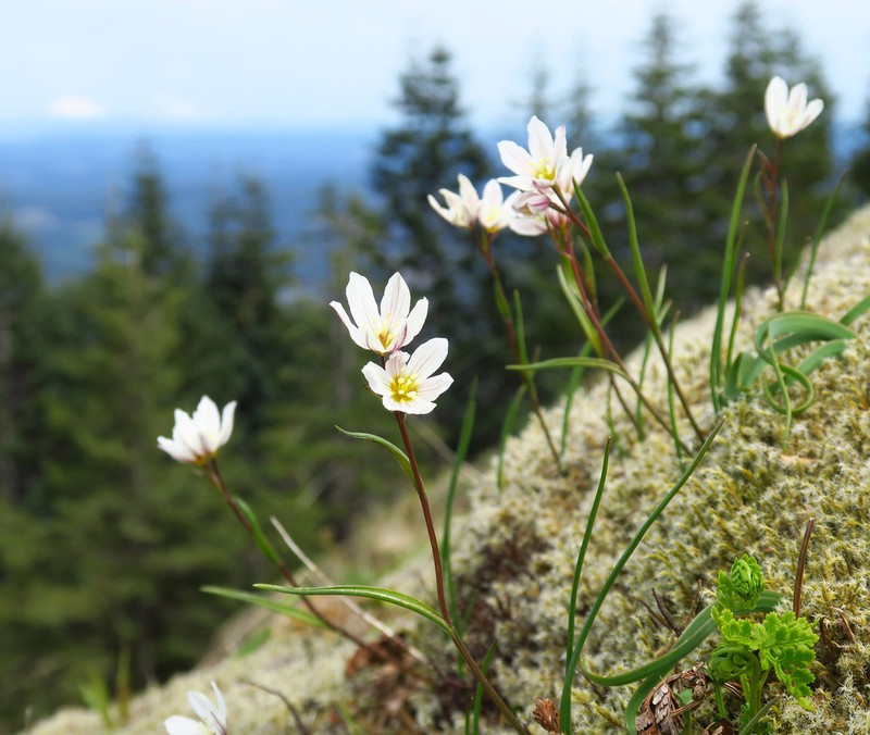 Common Alplily