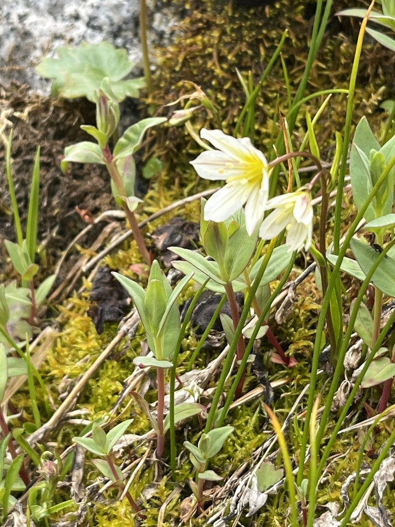 Common Alplily photo 2