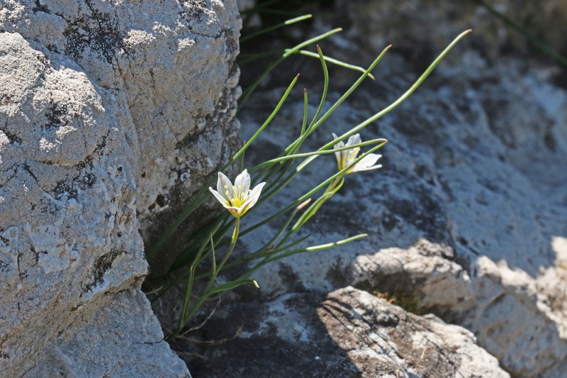 Common Alplily photo 3