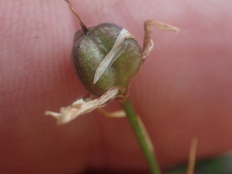 Common Alplily photo 5