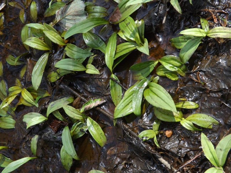 Common Alplily photo 6