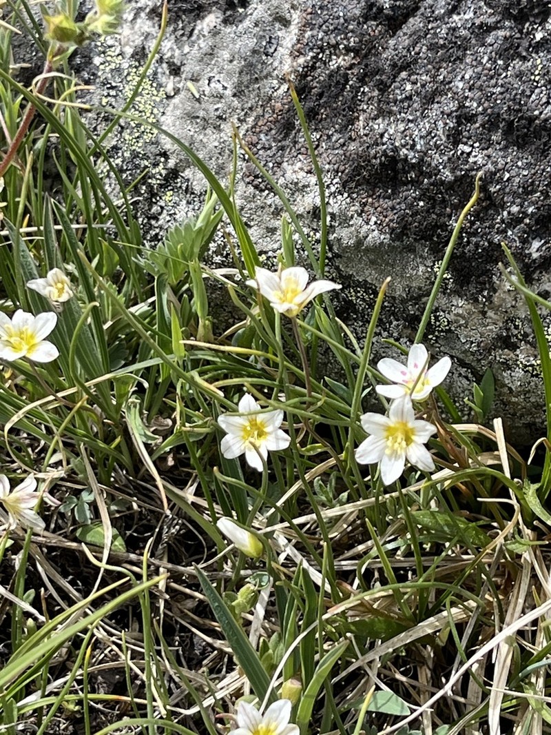 Common Alplily photo 8