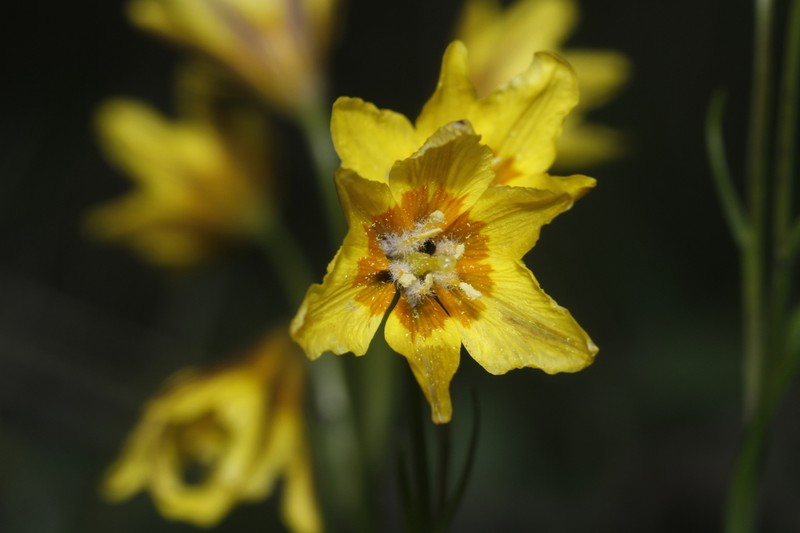 Gagea tibetica