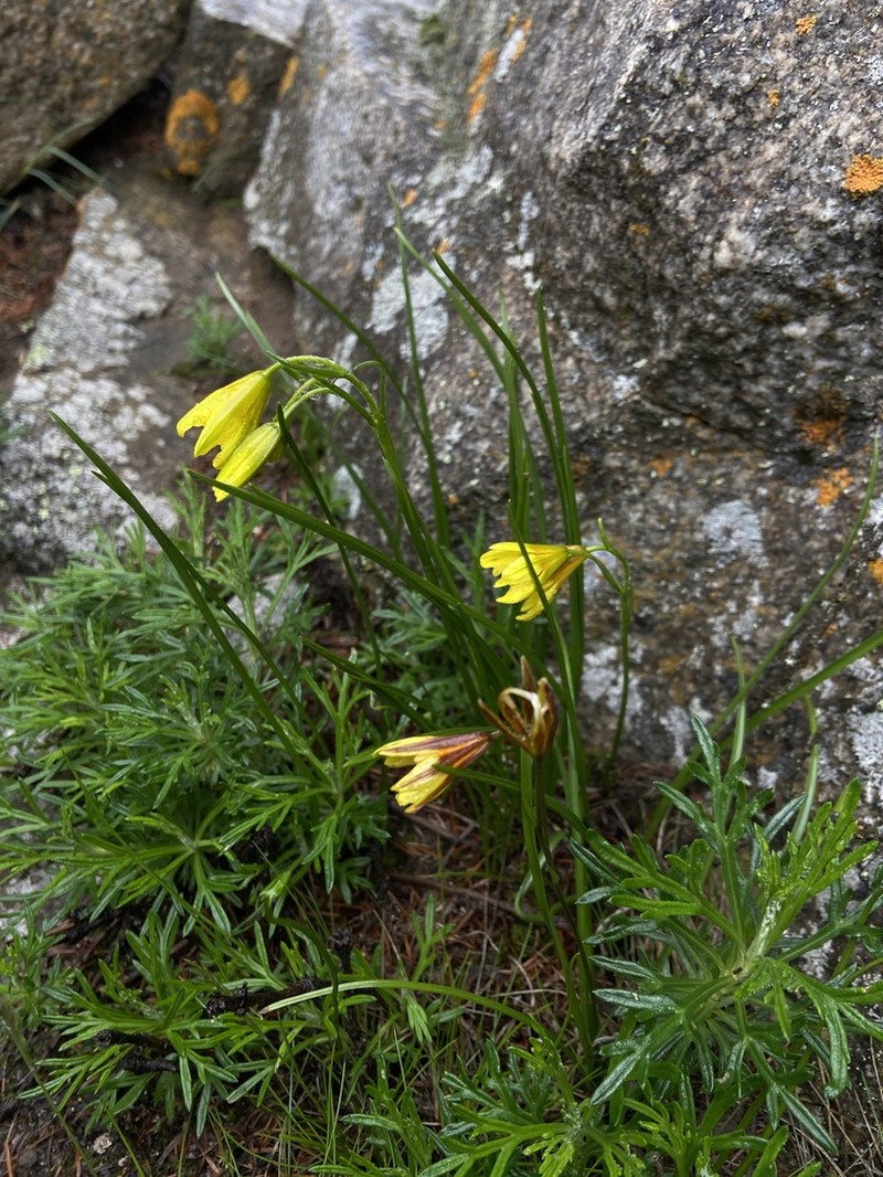 Gagea tibetica photo 3