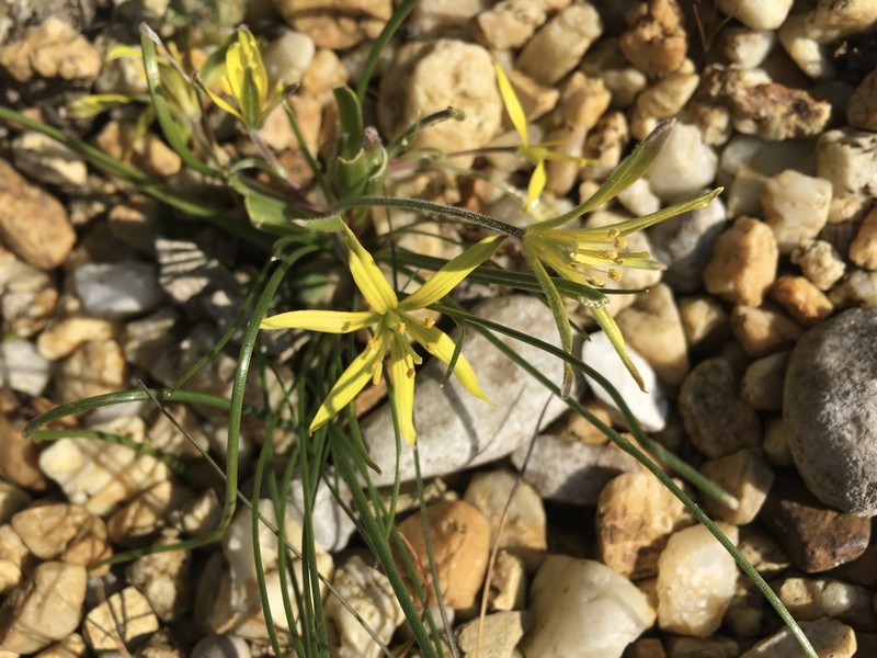 Hairy Star Of Bethlehem photo 5