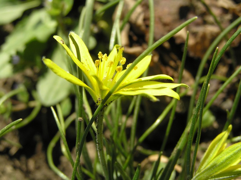 Hairy Star Of Bethlehem