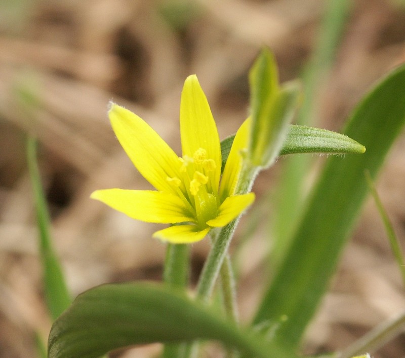 Hairy Star Of Bethlehem photo 2