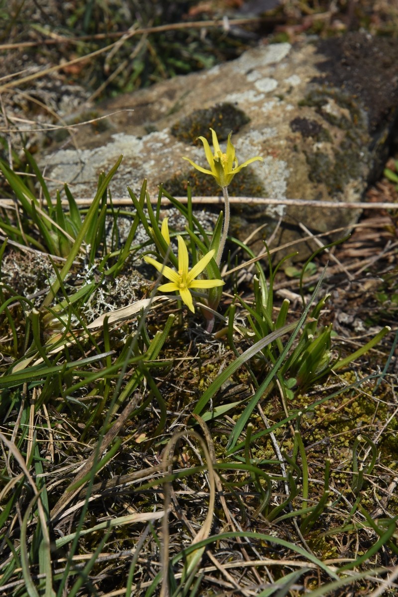 Hairy Star Of Bethlehem photo 3