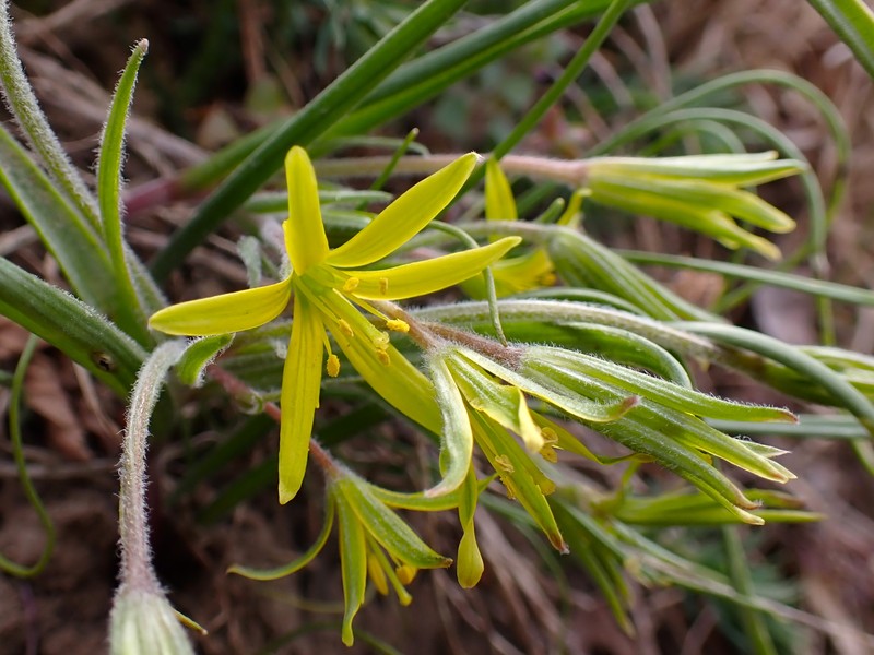 Hairy Star Of Bethlehem photo 4