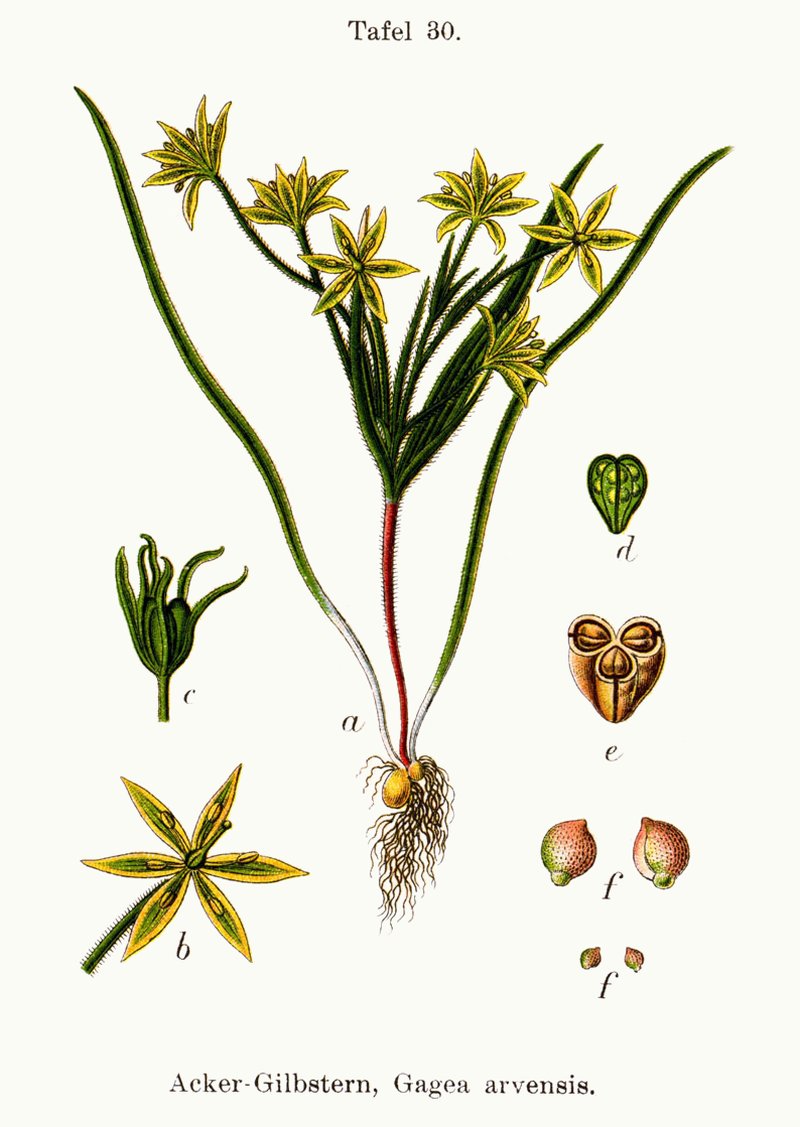 Hairy Star Of Bethlehem photo 6