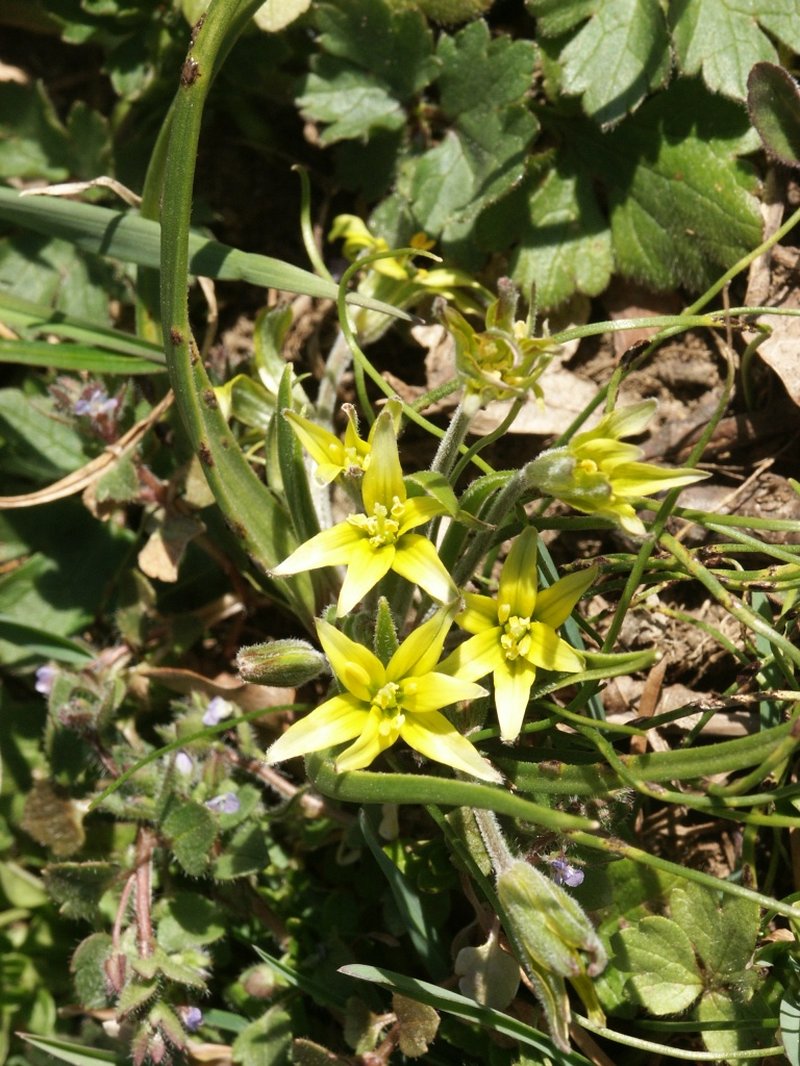 Hairy Star Of Bethlehem photo 7