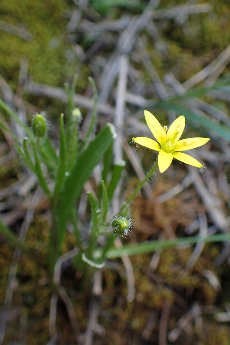 Hairy Star Of Bethlehem photo 8
