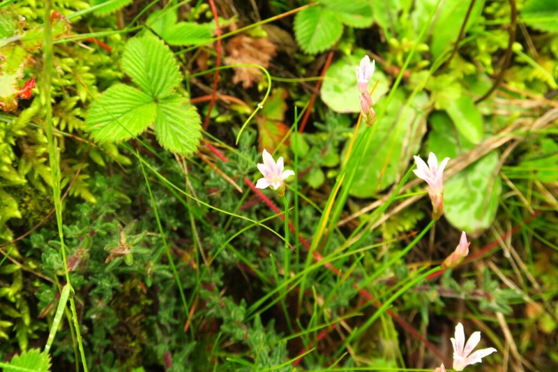 Gagea yunnanensis