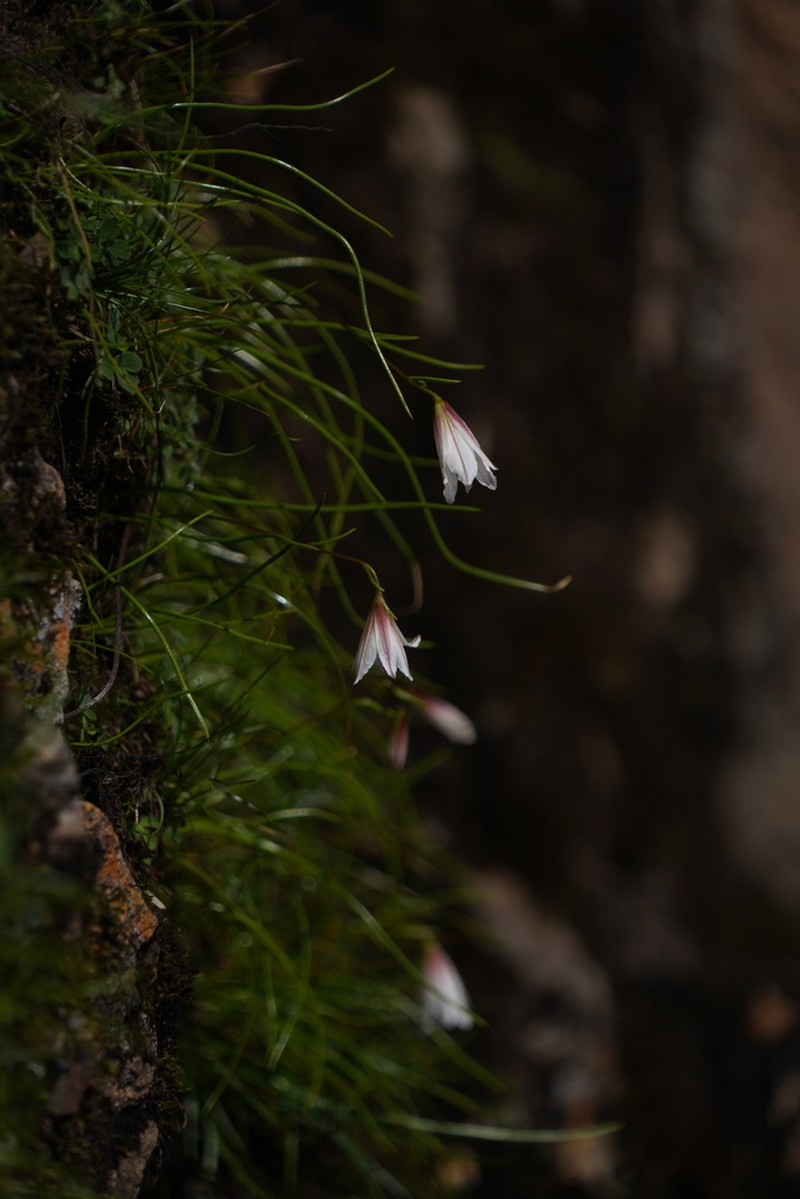 Gagea yunnanensis photo 2