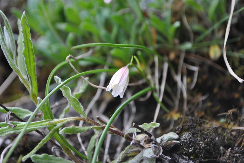 Gagea yunnanensis photo 3