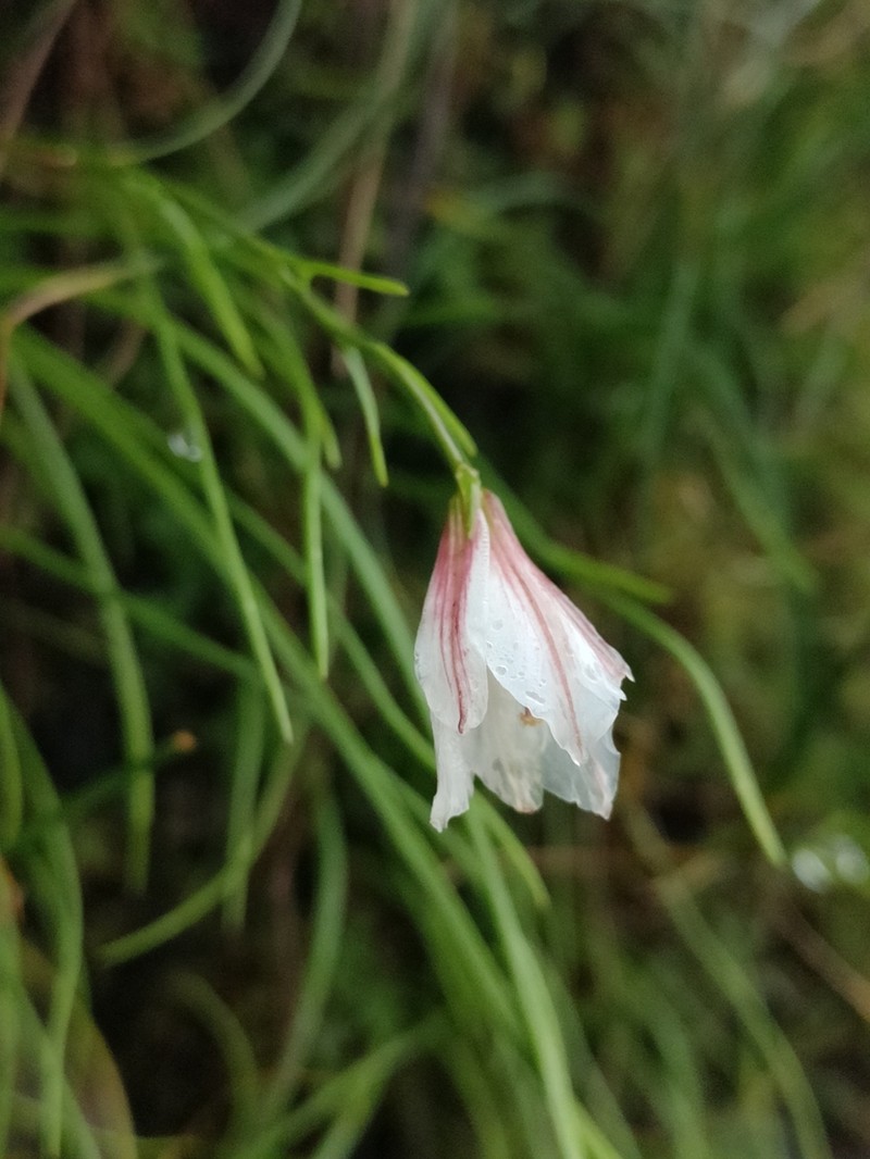 Gagea yunnanensis photo 5