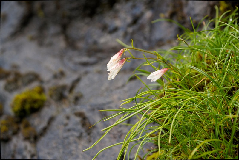 Gagea yunnanensis photo 6