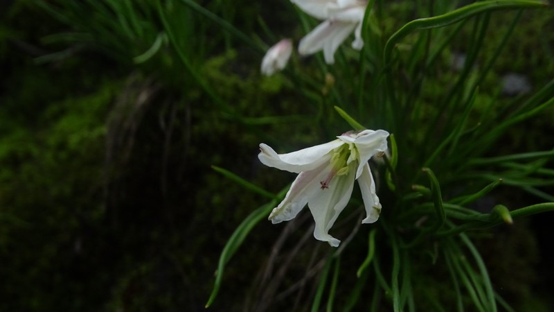 Gagea yunnanensis photo 7
