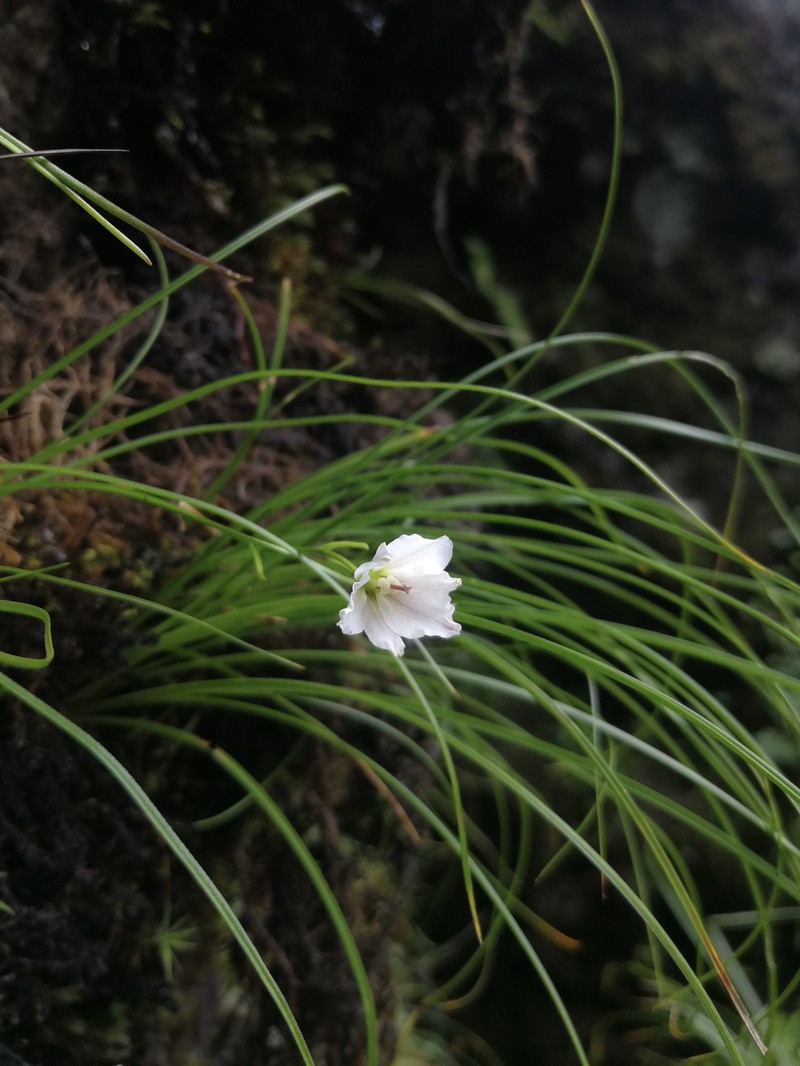 Gagea yunnanensis photo 8