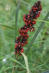 Round Sawsedge