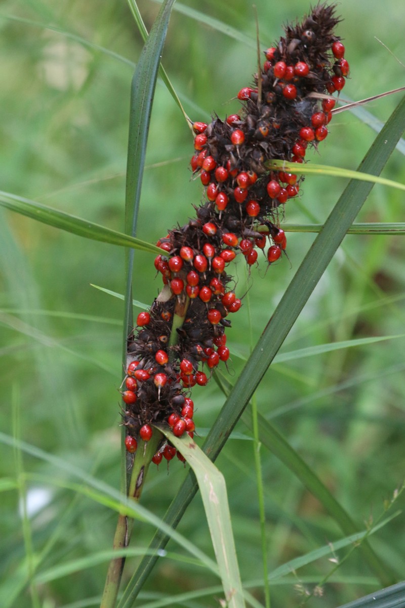 Round Sawsedge