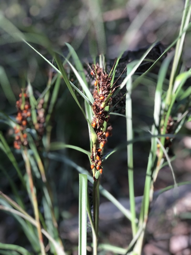 Round Sawsedge photo 2